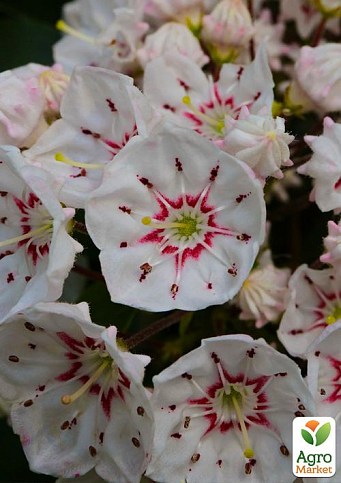 Кальмія latifolia "Zebulon"