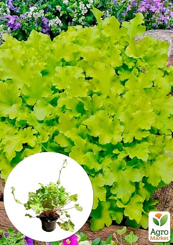 Гейхера (Heuchera) "Lime Marmalade" С1 (висота 15-30см)