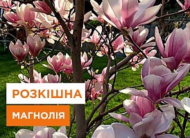 Магнолія: посадка та догляд - корисні статті про садівництво від Agro-Market
