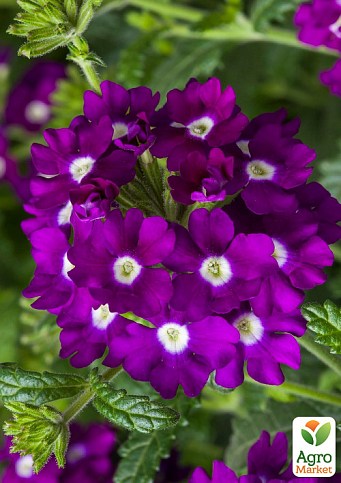 Вербена (Verbena hybrida) "Blue White Eye"