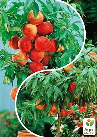 Персик колоновидний, комплект з 2-х сортів "Талановитий садівник" (Talented gardener) 2шт саджанців