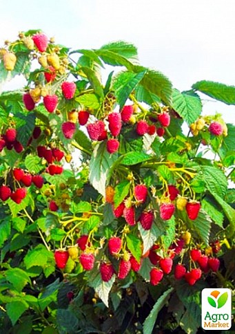 Ексклюзив! Малинове дерево яскраво-рожева "Ягідний букет" (Berry bouquet) (преміальний сорт, дуже солодкий)