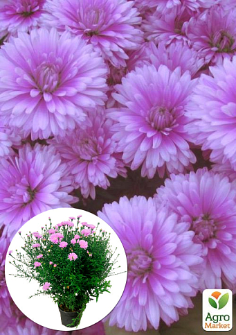 Астра ново-бельгійська "Fun Pink Dark" (С1,5 висота 20-30см)