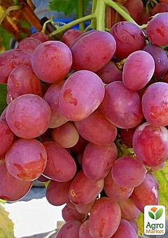 Виноград "Анюта" (середньо-пізній термін дозрівання, ягоди не пошкоджуються осами)6