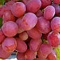 Виноград "Анюта" (средне-поздний срок созревания, ягоды  не повреждаются осами)