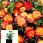 Троянда в контейнері плетиста "Rumba" (саджанець класу АА+)