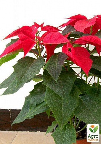 Еуфорбія "Солодкий сон" (Euphorbia pulc. Christmas Feelings) дм 10 см вис. 18 см