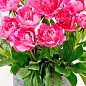 Півонія Патіо "Pink"
