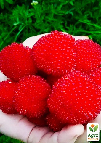 Тибетская малина "Розолина" (средний срок созревания, дает очень крупные вкусные плоды)