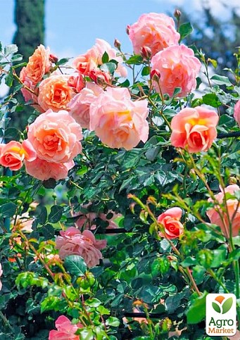 Троянда плетиста "Піч Мельба" (саджанець класу АА+) вищий сорт - фото 3