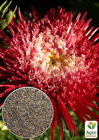 На развес Астра "Харц карминная" ТМ "Весна" цена за 1,5г