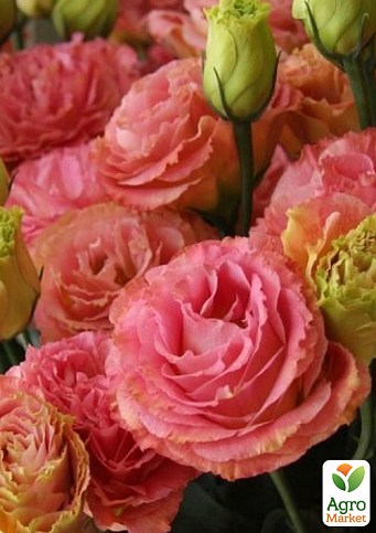 Еустома махрова "Borealis Apricot"