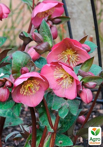Морозник (Helleborus) "Pink Frost"