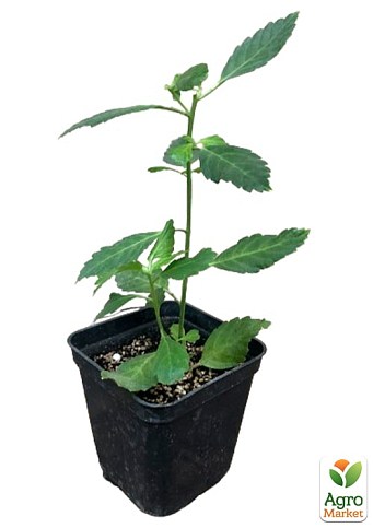 Турнера диффуза (Turnera Diffusa) экзотическое комнатное растение - фото 2