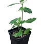 Турнера диффуза (Turnera Diffusa) экзотическое комнатное растение купить