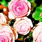 Роза мелкоцветковая (спрей) "Lady Bombastic" (саженец класса АА+) высший сорт цена