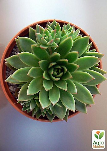 Ехеверія "Echeveria Miranda" дм 17 см вис. 25 см