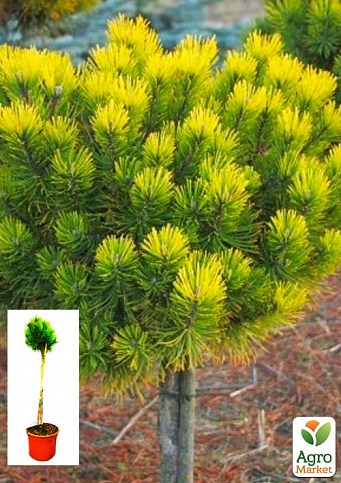 Сосна горная на штамбе "Офир" (Pinus mugo "Ophir") С2, высота от 30-50см