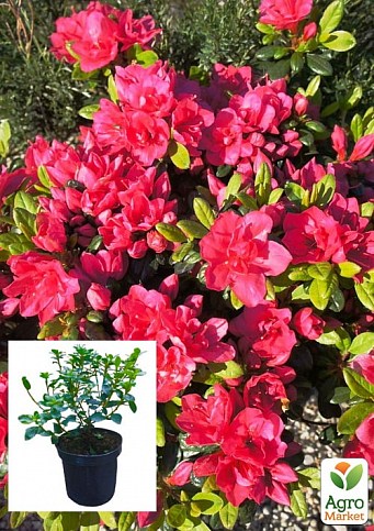 Азалия японская "Канзонетта" (Azalea japonica "Canzonetta") C2 высота 20-50см