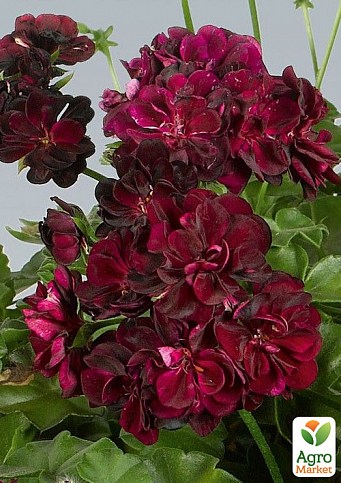 Пеларгонія ампельна "Primo Burgundy" (контейнер № 10, висота 10-20 см)