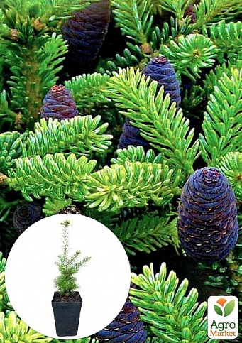 Ялиця Корейська 4-х річна (Abies Koreana) висота 40-60 см