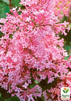 Сирень Мейера инвитро "Пинк Парфюм" (Pink Parfum) вазон С1,52