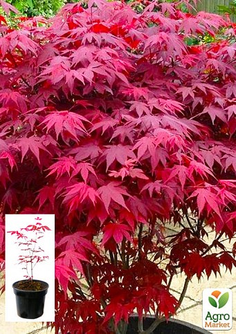 Клен 3-х летний  веерный пальмолистный "Атропурпуреум"(Acer palmatum `Atropurpureum") С2 высота 40-70см