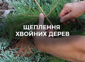 Щеплення хвойних дерев: як правильно щепити хвойники | Agro-market 