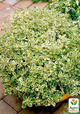 Орегано "Panta"