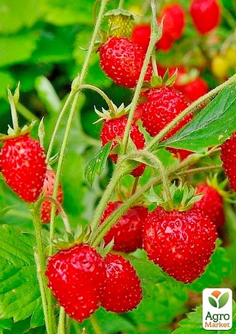 Суниця ремонтантна великоплідна "Пори року" горщик P9 - фото 2