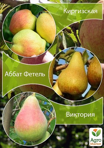 Дерево-сад у контейнері Груша «Киргизька + Аббат Фетель + Вікторія» (саджанець 2 роки)