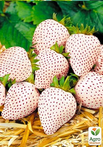 Ексклюзив! Полуниця біла в червону крапку "Ананасова ягода" (Pineapple berry) 5шт (преміальний високоврожайний сорт, французької селекції)