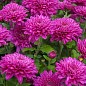Хризантема  "Milwaukee Violet" (низкорослая среднецветковая)