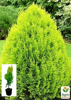 Туя 5-и летняя восточная "Pyramidalis Aurea" С3, высота 40-50 см9