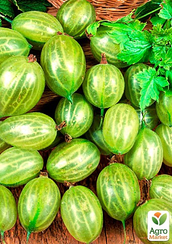 Агрус "Зелений Дощ" (пізній термін дозрівання, морозостійкий сорт) - фото 2