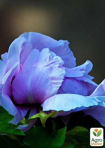 Півонія трав'яниста "Blue Rose" 1шт в упаковці