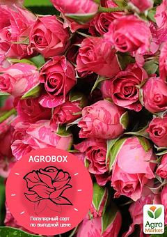 Ексклюзив! AGROBOX з саджанцем рясно квітучої троянди1