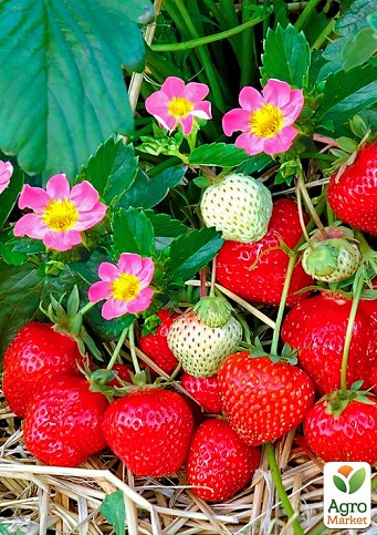 Клубника ремонтантная розовоцветущая "Клубничный лед" (Fragaria a."Strawberry Ice’pbr") Нидерланды, вазон П9