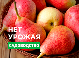 Чому не плодоносить груша - корисні статті про садівництво від Agro-Market
