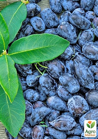 Жимолость "Сердце гиганта" (Канадская селекция, среднеранний, крупноплодный сорт) - фото 3