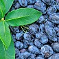 Жимолость "Сердце гиганта" (Канадская селекция, среднеранний, крупноплодный сорт) цена