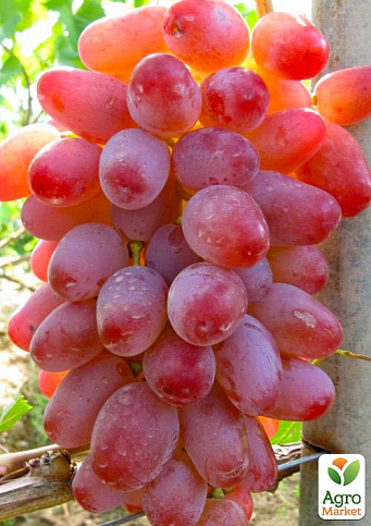 ВИНОГРАД ВОДОГРАЙ: купить саженцы винограда водограй в Одессе, Киеве иУкраине - Agro-Market