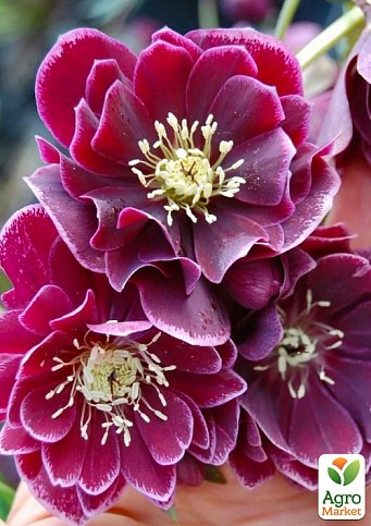 Морозник махровый (Helleborus) "Double Ellen Red"
