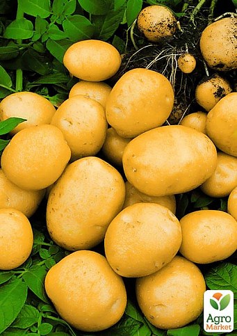 Картофель "Лусинда" семенной среднеспелый (на пюре, 1 репродукция) 1кг