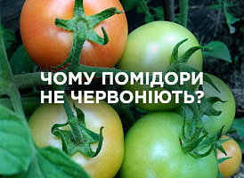 Помідори не червоніють: причини та як прискорити дозрівання | Agro-market