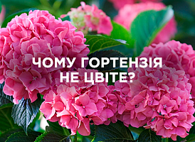 Чому не цвіте гортензія: поради з догляду | Agro-market