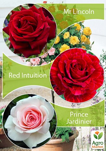 Окулянти Троянди на штамбі Триколор «Mr Lincoln + Red Intuition + Prince Jardinier»