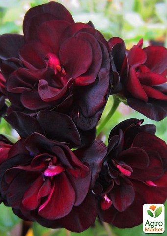 Пеларгонія ампельна "Atlantic Red Velvet" (контейнер № 10, висота 10-20 см)