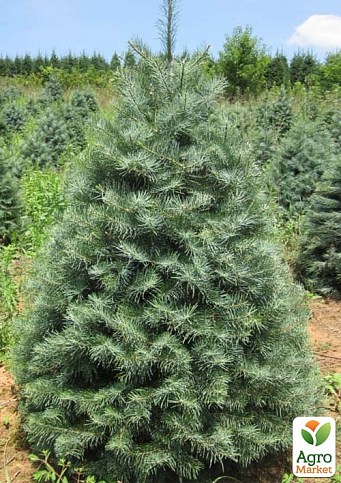 Ялиця Каліфорнійська 4-х річна (Abies concolor) висота 60-70 см