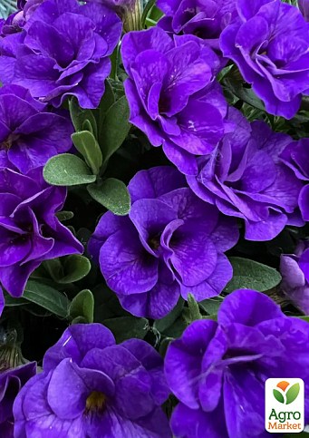 Калибрахоа PortuCal "Double Blue" 